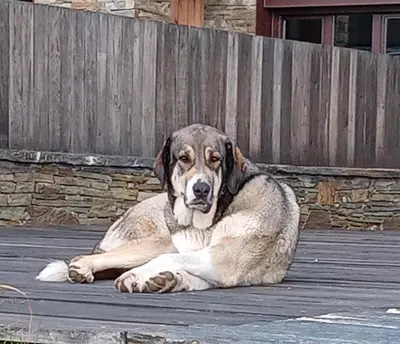 a large brown and white dog laying on a deck at Balneario de Calabor in Calabor