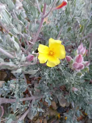 a yellow flower sitting on top of a plant at Balneario de Calabor in Calabor