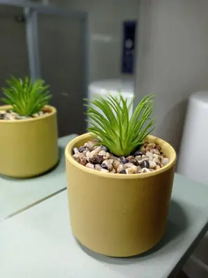 two yellow pots with plants in them on a counter at Martínez Rooms Pilgrims in Caldas de Reis