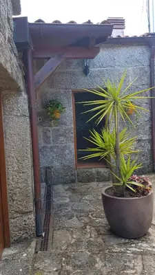 a plant in a pot in front of a building at O POMAR VELLO in Pontevedra