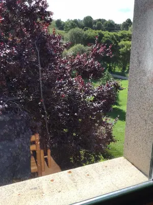 a window view of a tree with purple flowers at Casa Tino in Montederramo