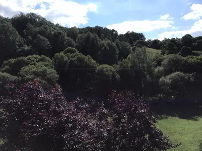 a view of a forest of trees and a field at Casa Tino in Montederramo