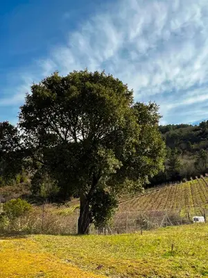 a tree in the middle of a field at A Porteliña Casa Rural, entre viñedos y castaños in Ambas Aguas