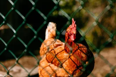 a chicken is standing behind a fence at Apartamento turístico rural Casa Chaín in Lugo