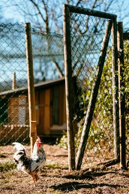 a chicken standing in front of a fence at Apartamento turístico rural Casa Chaín in Lugo