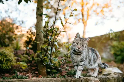 a cat standing on top of a rock at Apartamento turístico rural Casa Chaín in Lugo