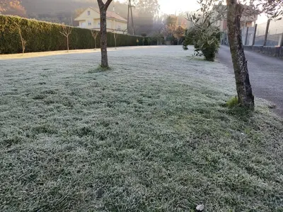 two trees in a field with frost on the grass at A Chamiseiriña in Padrón