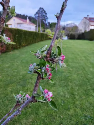 a branch of a tree with pink flowers on it at A Chamiseiriña in Padrón