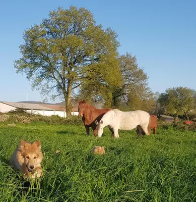 a dog laying in the grass with horses in a field at Chalet do Médico in Rodeiro