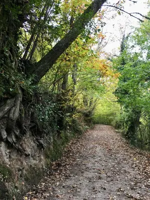 a dirt road with trees and leaves on it at Casa Folibar in Manzanedo de Valdueza