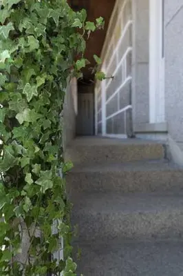 a ivy growing on the side of a building at A Pousa Pensión rural (Camino de Santiago Sanabrés) in Armariz