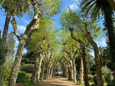 a row of trees on a dirt road at Apartamento Padrón Centro P3 by URent in Padrón