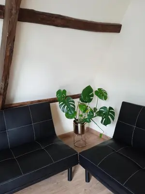 two black leather couches in a room with a plant at Albergue de peregrinos Compostela in Molinaseca