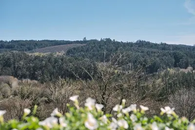 a view of a mountain with trees in the background at Pensión A Solaina 3 in O Pedrouzo