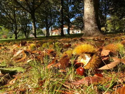 a pile of leaves on the ground next to a tree at Hotel Batán in Villalba