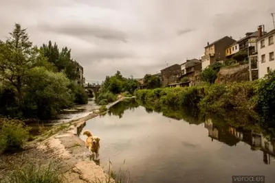 a dog standing in a river in a city at Albergue de la Piedra in Villafranca del Bierzo