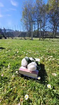 a book with a bunch of flowers on it in a field at La casita 