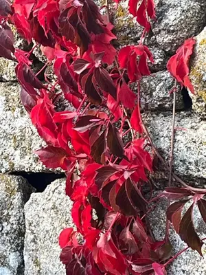 a plant with red leaves on a stone wall at Carballo Alenza in Sistín