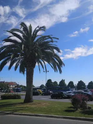 a palm tree in the middle of a parking lot at Céntrico Estudio in Sada