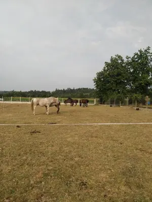 a group of horses grazing in a field at ALBERGUE O FERVELLO in Santiago de Compostela