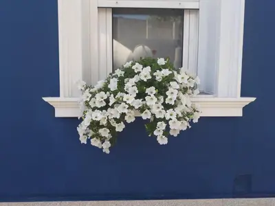 a window with a bunch of white flowers hanging from it at Casa Jardín in Monforte de Lemos