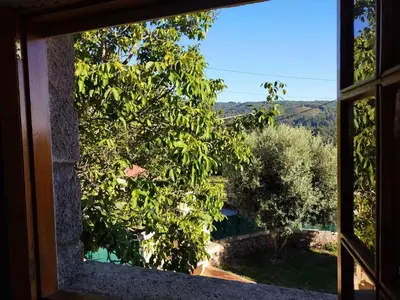 a window with a view of a tree at LA CAMELIA in Pontevedra