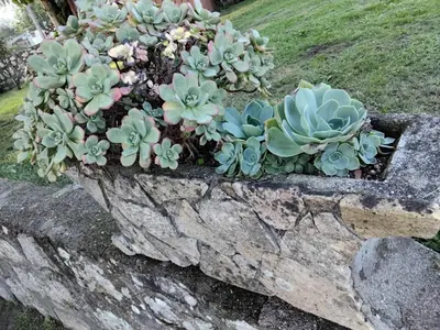 a bunch of plants sitting on a rock at LA CAMELIA in Pontevedra