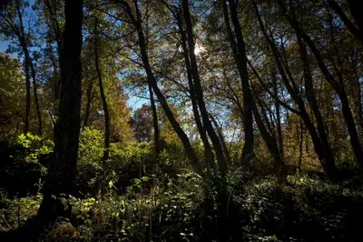 a wooded area with trees and green plants at HOTEL RST. PADORNELO in Padornelo