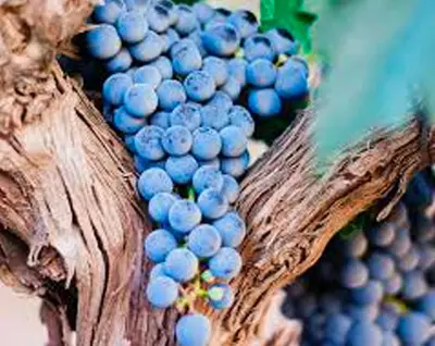 a close up of a bunch of blue grapes at Carballo Alenza,2 in Castro Caldelas