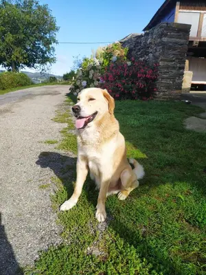 a dog sitting on the grass next to a road at Pajar in Braña