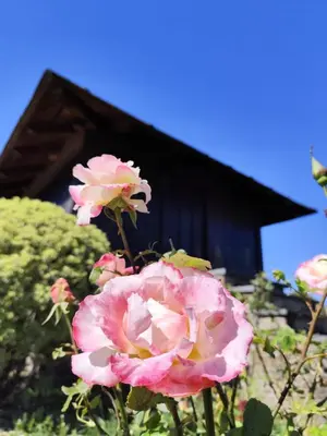 a pink rose in front of a house at Pajar in Braña
