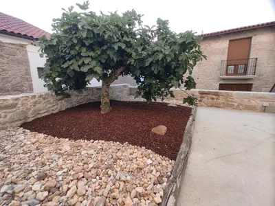 a small tree in a bed of rocks at Casa Lagarto, (Ribeira Sacra), Taboada in Taboada