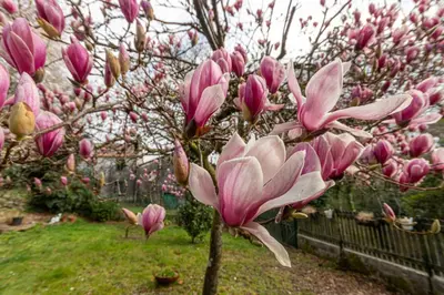 a magnolia tree with pink flowers in a garden at Casa das Regueiras in Santiago de Compostela