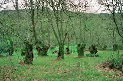a group of trees in a field with green grass at Pallozas Turisticas Ridicodias - A Pedra in Matamá