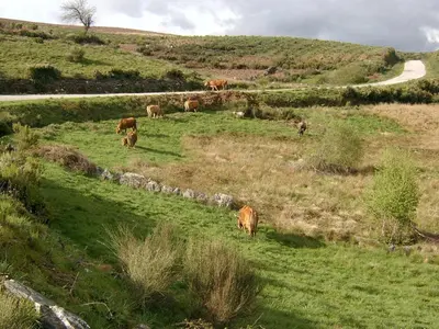 a herd of cows grazing in a grassy field at Pallozas Turisticas Ridicodias - A Pedra in Matamá