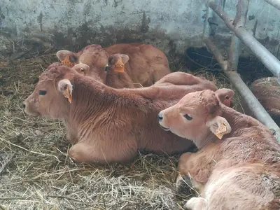 a group of brown cows laying in hay at CASA CHANOS in Cangas del Narcea