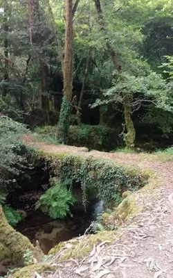 a creek in the middle of a forest at Acogedora cabaña con piscina in Pontevedra