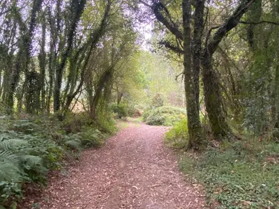 a dirt road with trees on either side at Casal de Pedra in Santa Irene