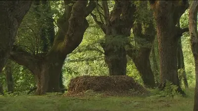 a pile of dirt in a forest with trees at Fervenza Casa Grande & Restaurante in Reguengo