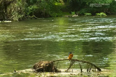 a bird sitting on a branch in the water at Fervenza Casa Grande & Restaurante in Reguengo