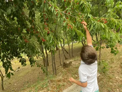 a young boy reaching up to pick berries from a tree at A PONTEVELLA Alojamiento Boutique, Sobradelo in Sobradelo
