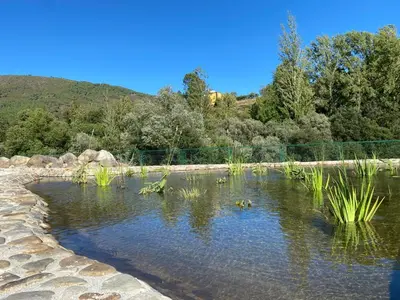 a pond with some plants in the water at A PONTEVELLA Alojamiento Boutique, Sobradelo in Sobradelo