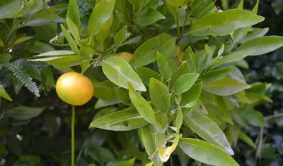 an orange on a tree with green leaves at Casa Olivar El Mandarino in Orazo