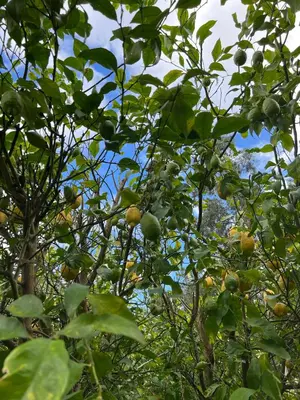 a tree with lots of green fruit on it at Rural Lambre by Miramar Stays in A Coruña