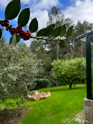 a branch of a tree with red berries on it at Rural Lambre by Miramar Stays in A Coruña