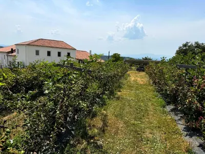 a row of orange trees in front of a house at Casa Mato in Monforte de Lemos