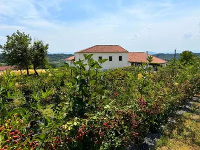 a house in the middle of a field of cherries at Casa Mato in Monforte de Lemos