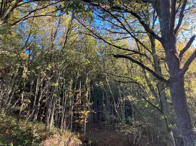 a forest filled with lots of trees on top of a hill at A Casa da Fonte in Santa Eulalia de Oscos