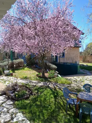 a tree with pink flowers on it in a yard at ALBERGUE peregrinos CASAFLOR in Murias de Rechivaldo
