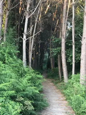 a dirt path through a forest with green plants at Ático Alquiler Mondaríz Paraiso del agua. Vistas espectaculares in Mondariz
